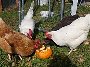 Four Chickens, One Pumpkin