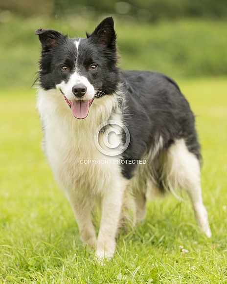 Border Collie