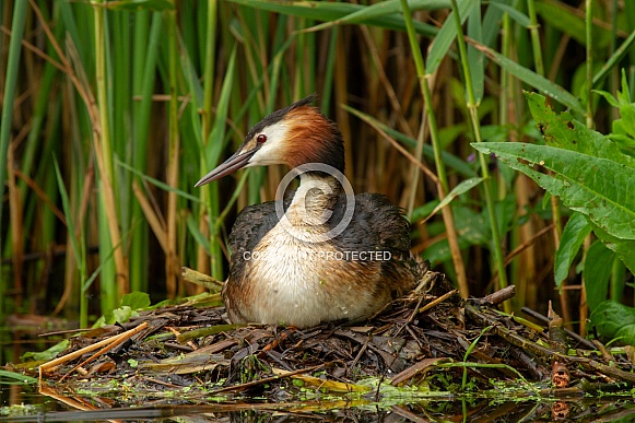 Great Crested Grebe with a young