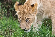 African Lion (young)