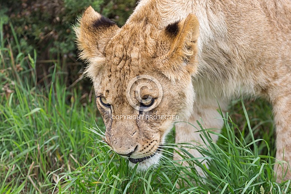 African Lion (young) African Lion (young)