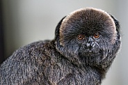 Goeldi's marmoset portrait