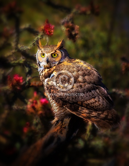 Great Horned Owl on Branch with Cholla Blossoms