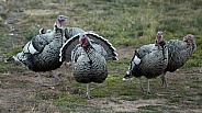 Domestic turkeys, Meleagris gallopavo f. domestica