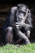 Chimpanzee (Pan troglodytes)