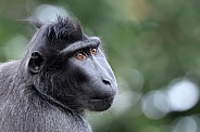 Crested Macaque (Macaca Nigra)