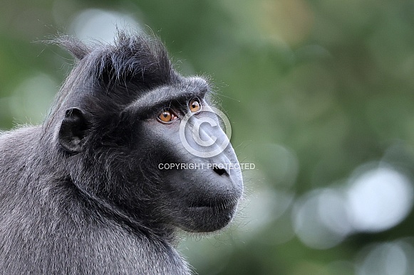 Crested Macaque (Macaca Nigra)