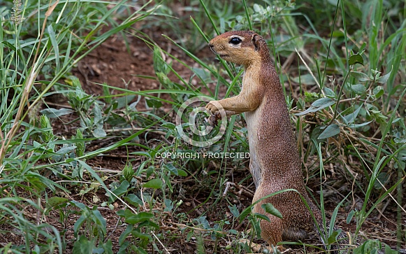 African Squirrel African Squirrel