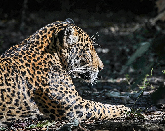 Panamanian Jaguar Panamanian Jaguar