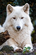 white wolf, Hudson Bay wolf (Canis lupus hudsonicus)