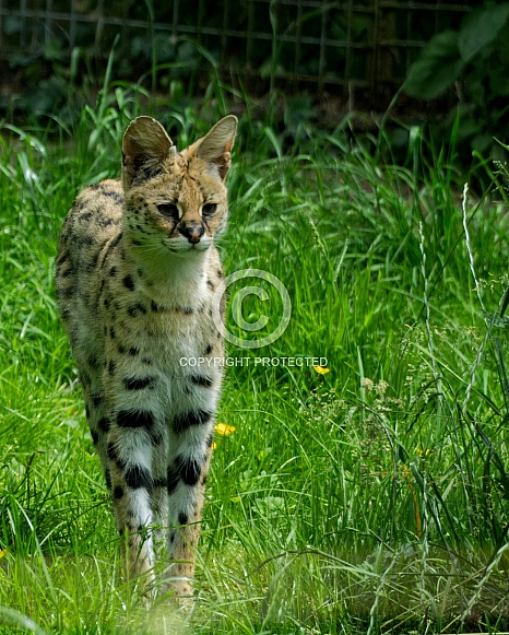 Serval