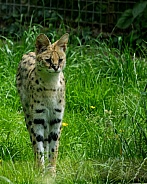 Serval