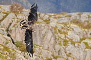 White tailed eagle or European Eagle