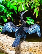 Anhinga Water Bird
