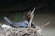 Cormorants nesting