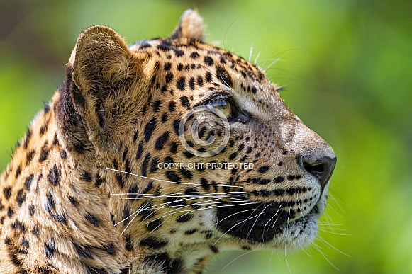 Leopard