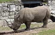 Rhino