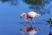 American flamingo - Galapagos Islands