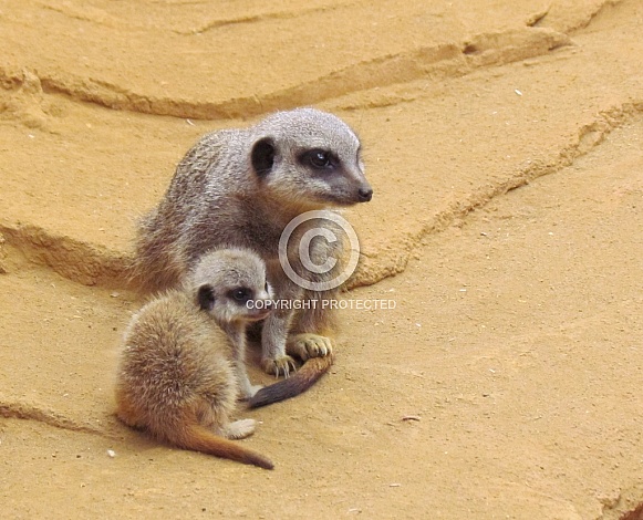 Meerkat & Pup