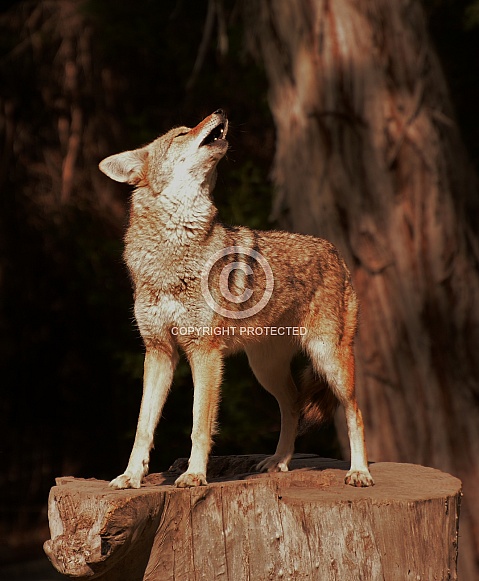 Coyote