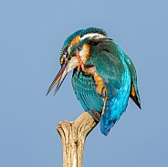 Female Kingfisher
