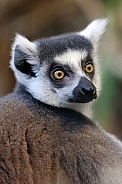 Ring Tailed Lemur (Lemur Catta)