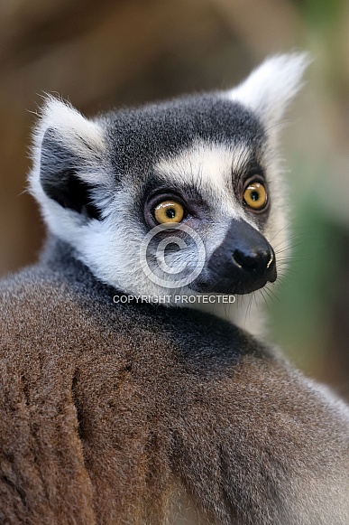 Ring Tailed Lemur (Lemur Catta)