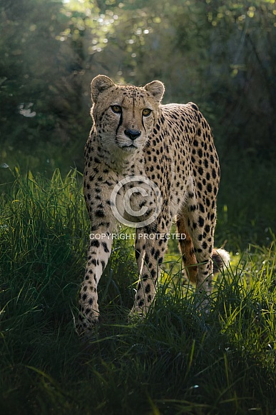 Cheetah Cheetah