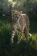 Cheetah