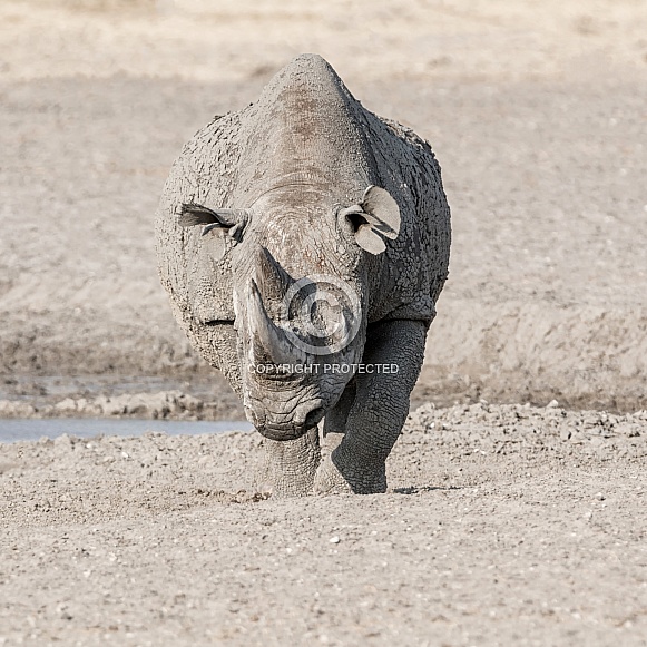 Black Rhinoceros