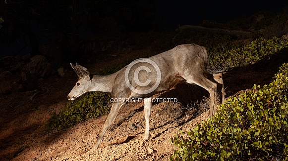 Mule deer doe at night Mule deer doe at night