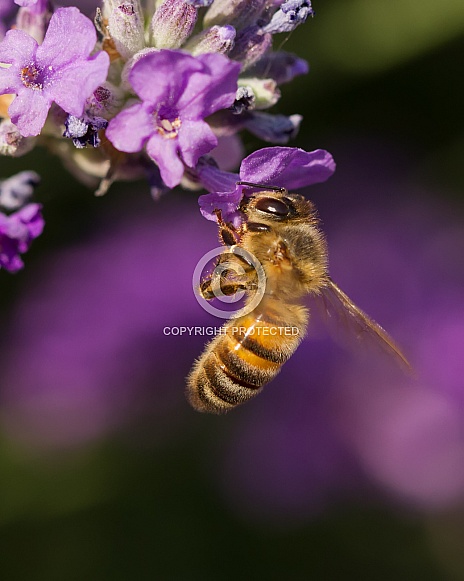 Honey Bee on Lavender