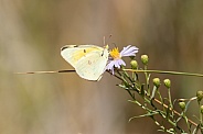 Orange Sulfur butterfly, Colias eurytheme