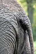 African Elephant (Loxodonta)