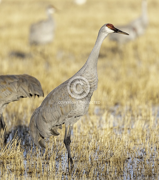 Sandhill crane standing in the tall grass