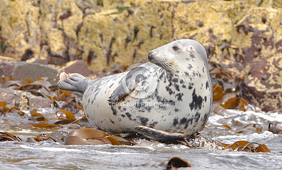 Grey Seal