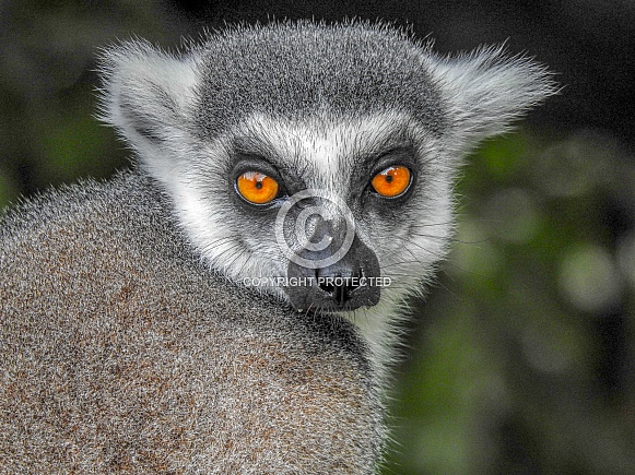 Lemur