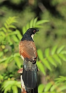 Burchells coucal.