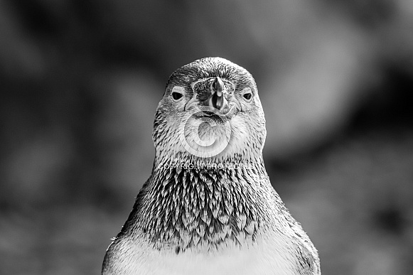 Humboldt Penguin Humboldt Penguin