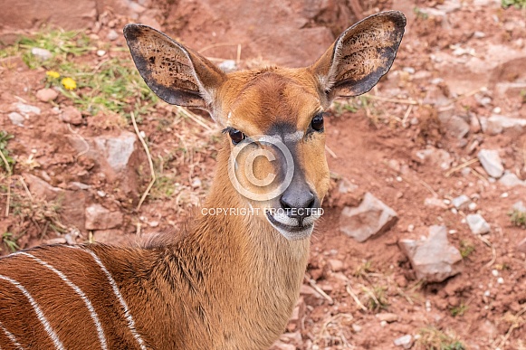 Nyala Looking At The Camera Nyala Looking At The Camera