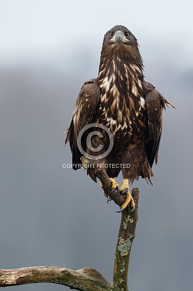 White tailed eagle or European Eagle