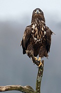 White tailed eagle or European Eagle