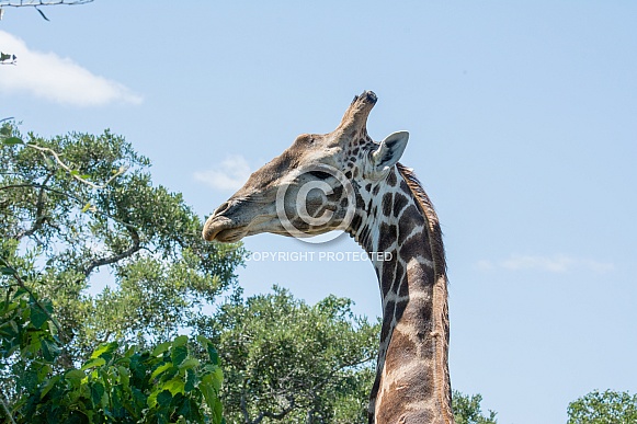 Giraffe Portrait