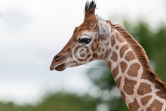 Rothchild's Giraffe Calf Close Up Rothchild's Giraffe Calf Close Up