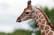 Rothchild's Giraffe Calf Close Up