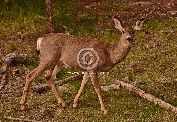 Mule Deer Mule Deer