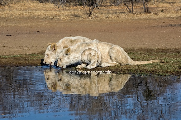 African White Lions (Male)