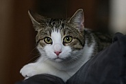 Domestic cat 