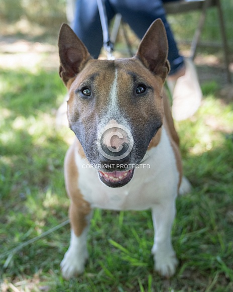 Smiling bull terrier looking at the camera