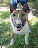 Smiling bull terrier looking at the camera